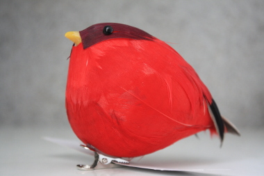 aanvaardbaar poll Vreemdeling Veren vogels : Veren vogel L rode kleuren