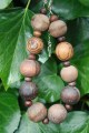 Armband met diverse grote houten kralen