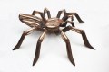 SpinTarantula 4 M bruin dubbele streep