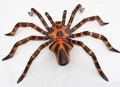 Spin Tarantula 11 L Bruin Oranje