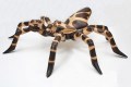 Spin Tarantula 16 L Bruin Beige dot