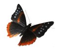 Stenen vlinder Zwart oranje L