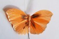Veren vlinder Luxe oranje 2