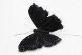 Veren vlinder zwart 206600