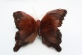 Veren vlinder bruin kraaltjes