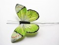 Veren vlinder de Luxe groen tip