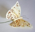 Veren vlinder geel wit bruin