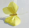 Veren vlinder geel geel