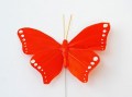 Veren vlinder maximus oranje