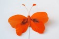 Veren vlinder oranje 2013