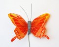 Veren vlinder oranje geel met staartvleugel