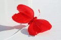 Veren vlinder rood rood