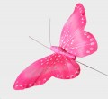 Veren vlinder roze en wit 11 cm breed
