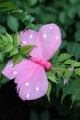 Veren vlinder roze met dot 206572