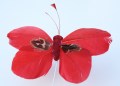 Veren vlinder rood 206574