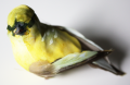 Veren vogel 206422 groen geel