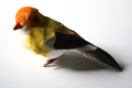 Veren vogel 206423 geel  oranje