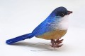Veren vogel donker blauw