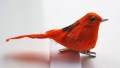 Veren vogel musje oranje met klip